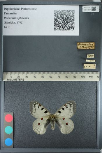 Media type: image;   Entomology 174347